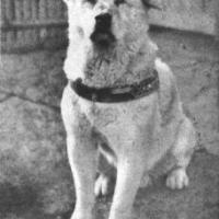 Pies Hachiko: Japoński symbol wierności